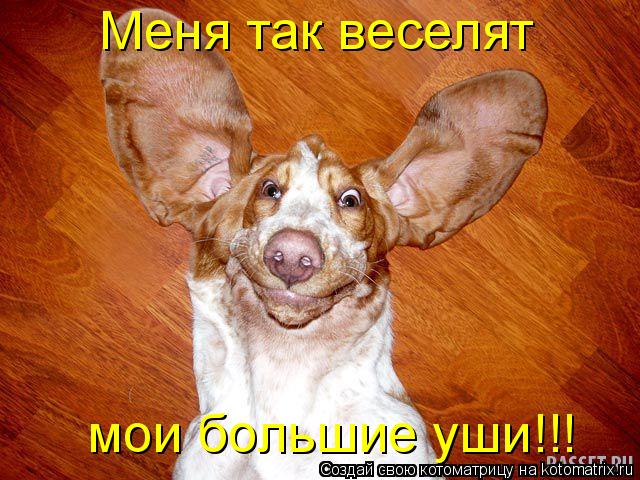 Котоматрица: Меня так веселят мои большие уши!!!