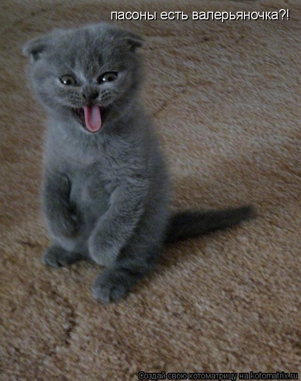 Котоматрица: пасоны есть валерьяночка?!
