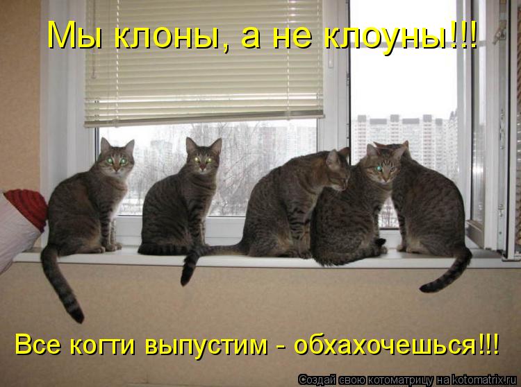 Котоматрица: Мы клоны, а не клоуны!!! Все когти выпустим - обхахочешься!!!