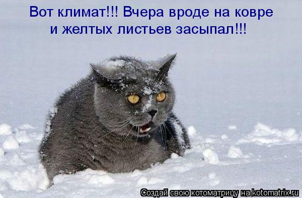 Котоматрица: Вот климат!!! Вчера вроде на ковре  и желтых листьев засыпал!!!