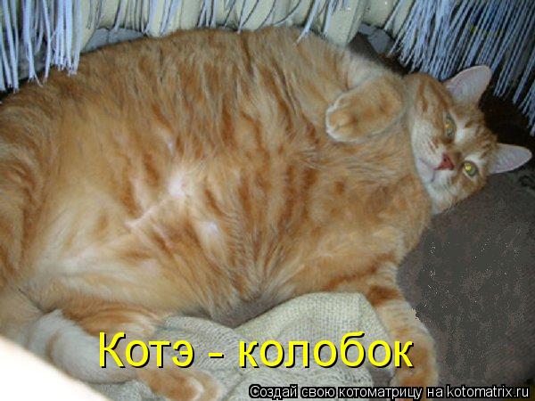 Котоматрица: Котэ - колобок