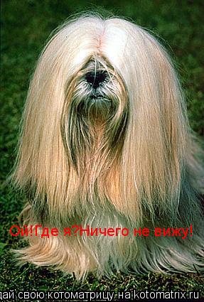 Котоматрица: Ой!Где я?Ничего не вижу!