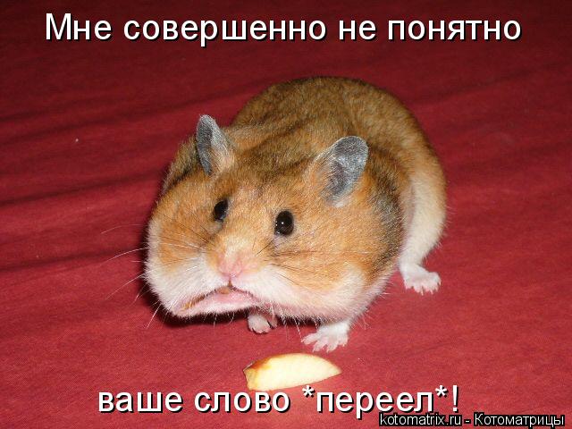 Котоматрица: Мне совершенно не понятно ваше слово *переел*!