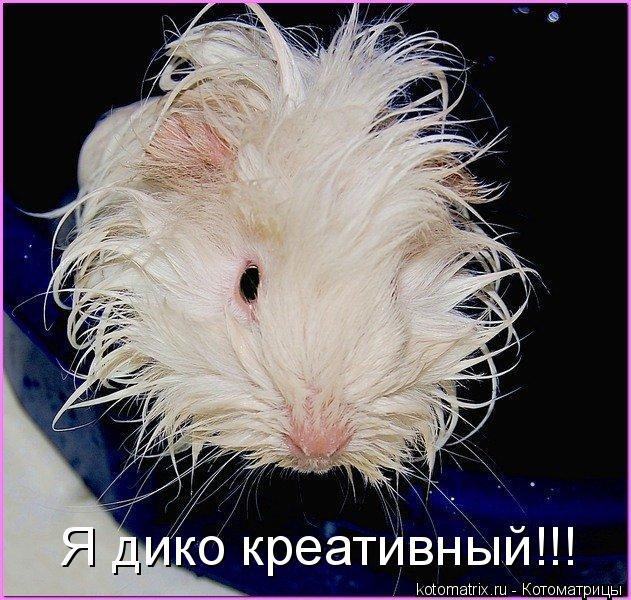 Котоматрица: Я дико креативный!!!