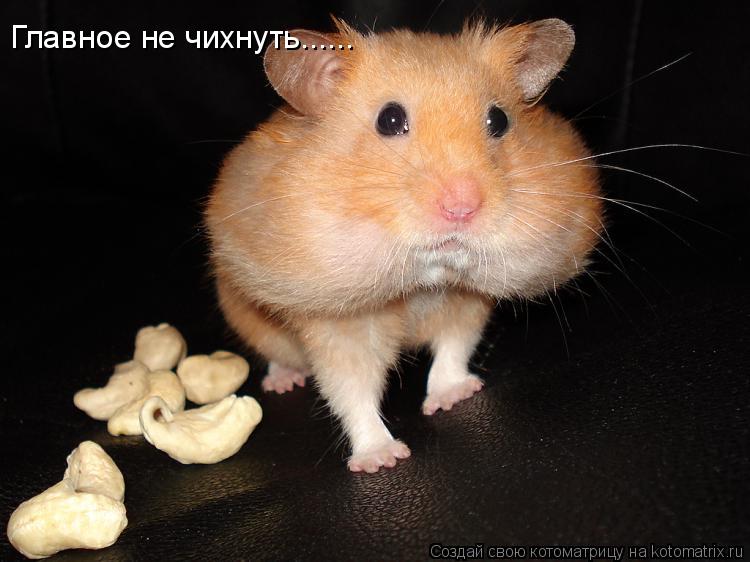 Главное не чихнуть......... Котоматрица: Главное не чихнуть......