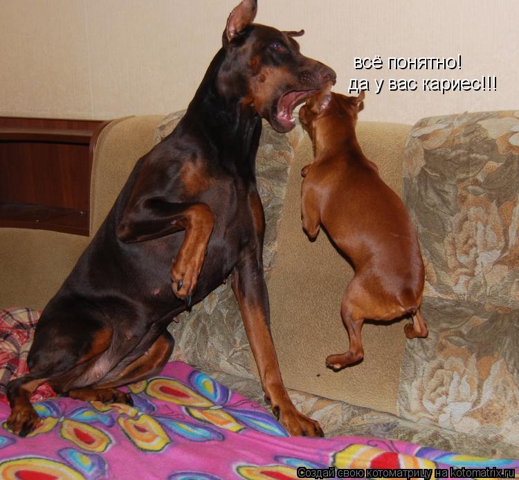 Котоматрица: всё понятно! да у вас кариес!!!