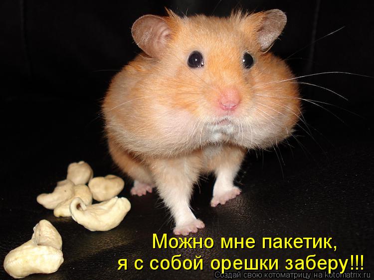Котоматрица: я с собой орешки заберу!!! Можно мне пакетик,