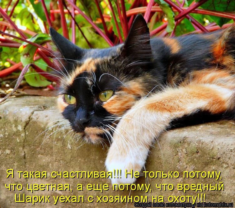 Котоматрица: Я такая счастливая!!! Не только потому,  что цветная, а еще потому, что вредный Шарик уехал с хозяином на охоту!!!