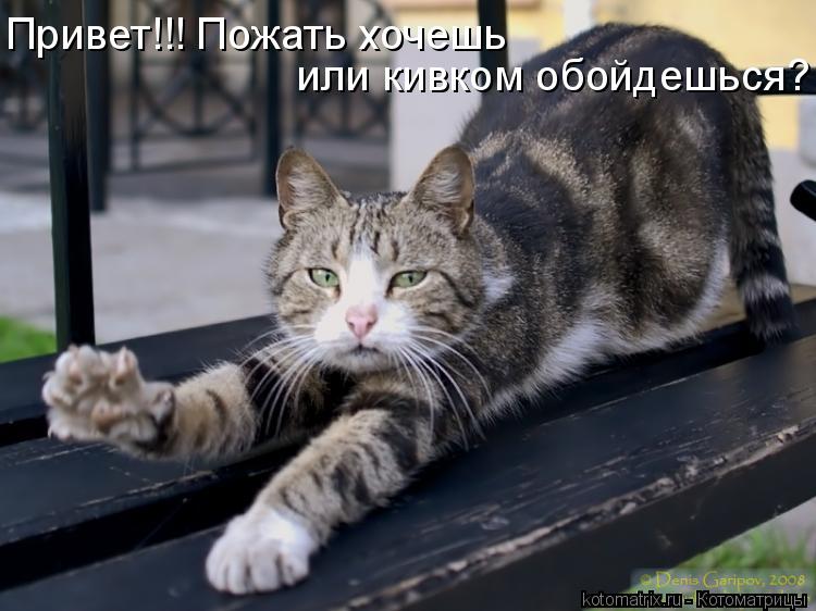 Котоматрица: или кивком обойдешься? Привет!!! Пожать хочешь