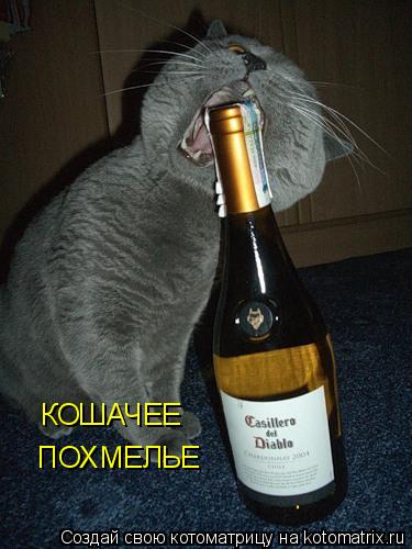 Котоматрица: КОШАЧЕЕ ПОХМЕЛЬЕ