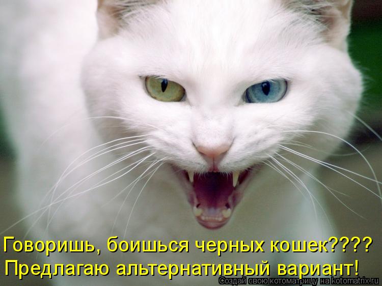 Котоматрица: Говоришь, боишься черных кошек???? Предлагаю альтернативный вариант!