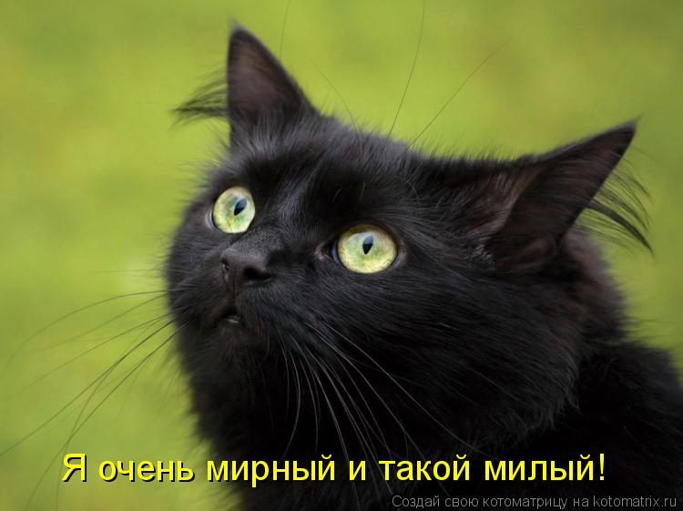 Котоматрица: Я очень мирный и такой милый!