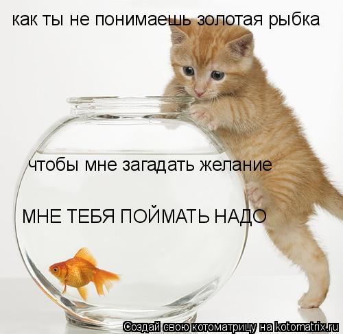 Котоматрица: как ты не понимаешь золотая рыбка  чтобы мне загадать желание  МНЕ ТЕБЯ ПОЙМАТЬ НАДО
