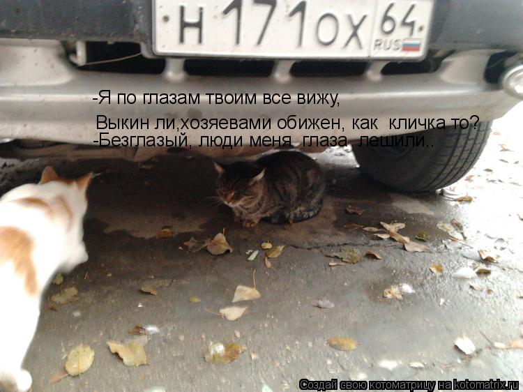 Котоматрица: -Я по глазам твоим все вижу,  Выкин ли,хозяевами обижен, как  кличка то? -Безглазый, люди меня  глаза  лешили..