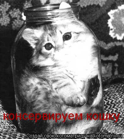 Котоматрица: консервируем кошку