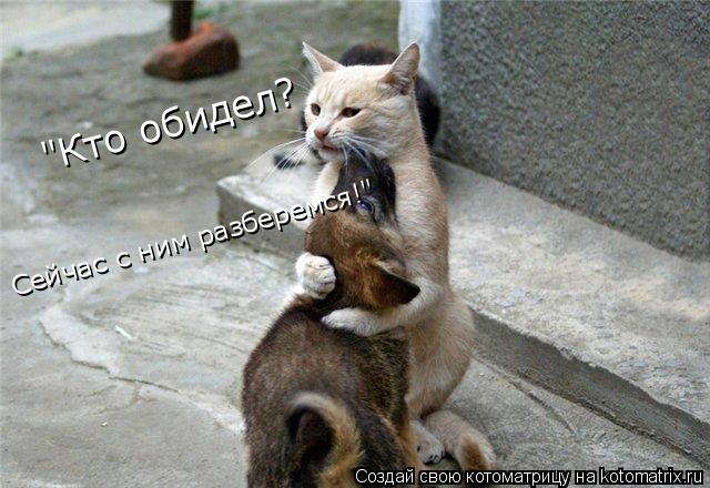 Котоматрица: Сейчас с ним разберемся!" "Кто обидел?