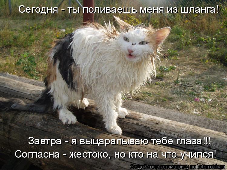 Котоматрица: Сегодня - ты поливаешь меня из шланга! Завтра - я выцарапываю тебе глаза!!! Согласна - жестоко, но кто на что учился!
