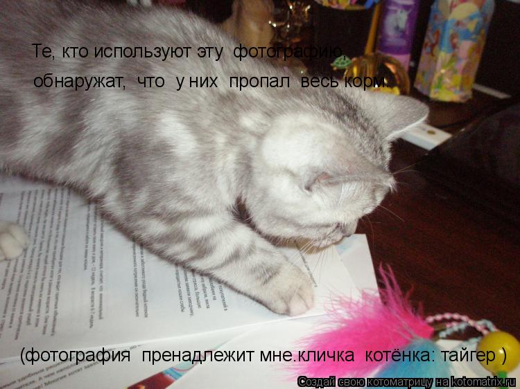 Котоматрица: Те, кто используют эту  фотографию, обнаружат,  что  у них  пропал  весь корм. (фотография  пренадлежит мне.кличка  котёнка: тайгер )
