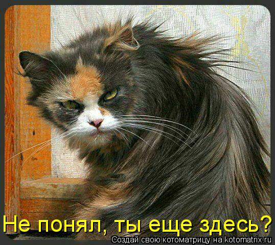 Котоматрица: Не понял, ты еще здесь?