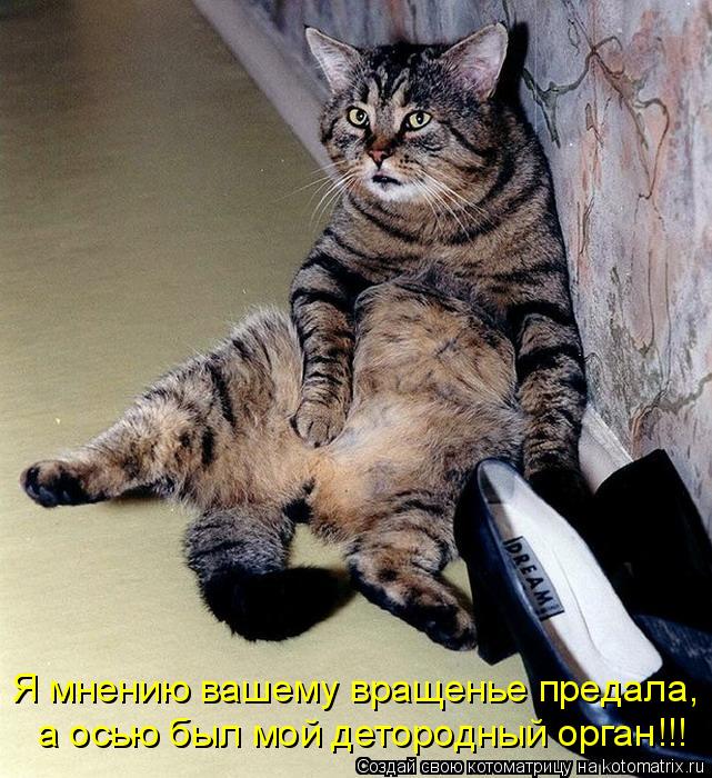 Котоматрица: Я мнению вашему вращенье предала, а осью был мой детородный орган!!!