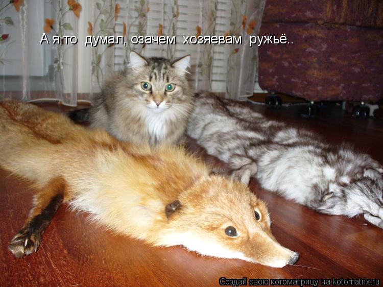 Котоматрица: А я то  думал, озачем  хозяевам  ружьё..