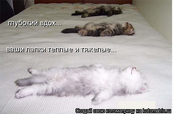 Котоматрица: ваши лапки теплые и тяжелые... глубокий вдох...