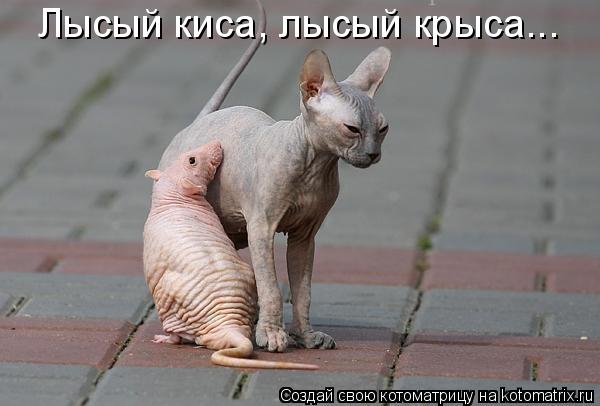 Котоматрица: Лысый киса, лысый крыса...