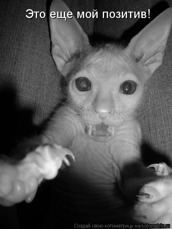 Котоматрица: Это еще мой позитив!