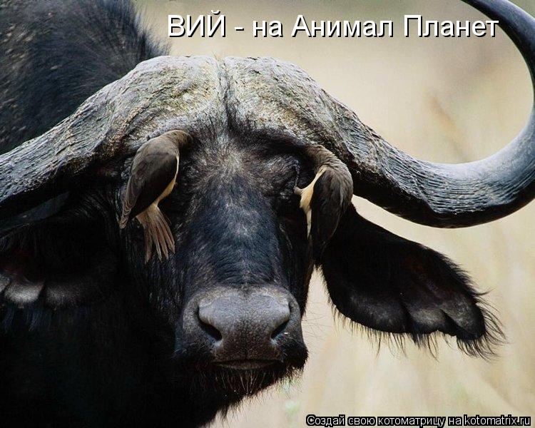 Котоматрица: ВИЙ - на Анимал Планет