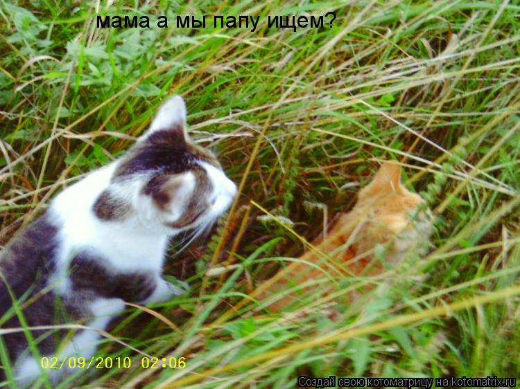 Котоматрица: мама а мы папу ищем?