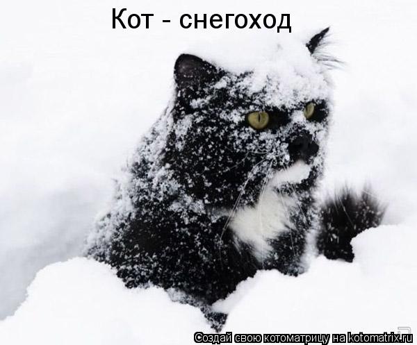 Котоматрица: Кот - снегоход