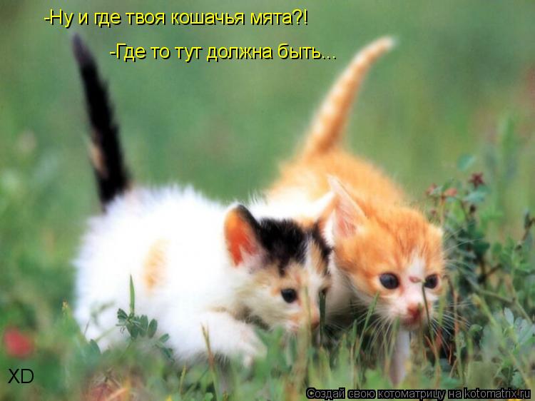 Котоматрица: -Ну и где твоя кошачья мята?! -Где то тут должна быть... ХD
