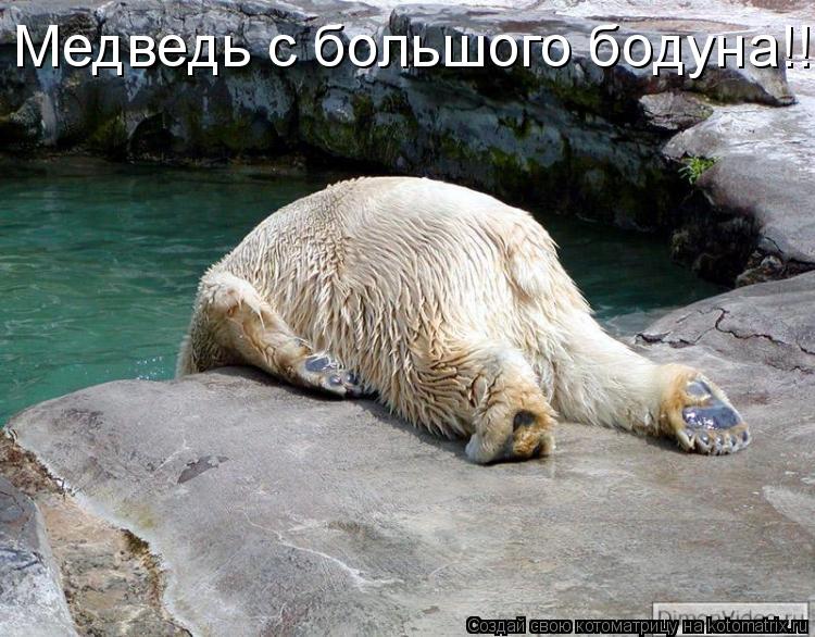 Котоматрица: Медведь с большого бодуна!!!