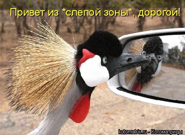 Котоматрица: Привет из *слепой зоны*, дорогой!