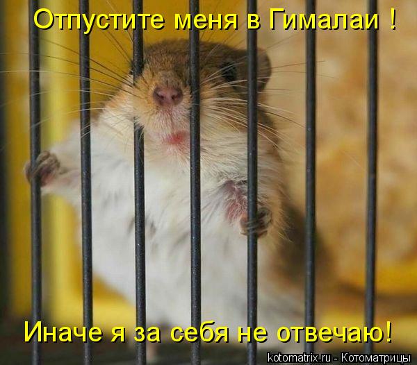 Котоматрица: Иначе я за себя не отвечаю! Отпустите меня в Гималаи !