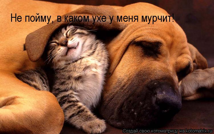 Не пойму, в каком ухе у меня мурчит!... Котоматрица: Не пойму, в каком ухе у меня мурчит!