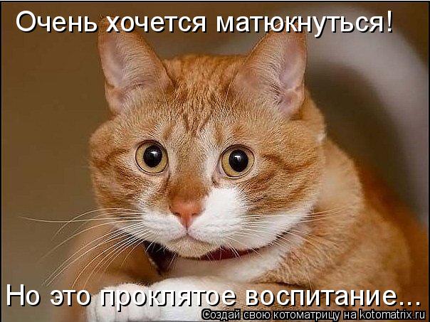 Котоматрица: Очень хочется матюкнуться! Но это проклятое воспитание...