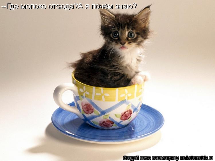 Котоматрица: --Где молоко отсюда?А я почём знаю?