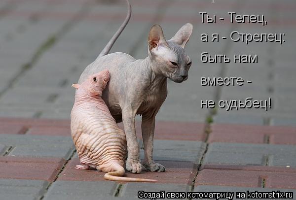 Котоматрица: Ты - Телец,  а я - Стрелец: быть нам  вместе -  не судьбец!