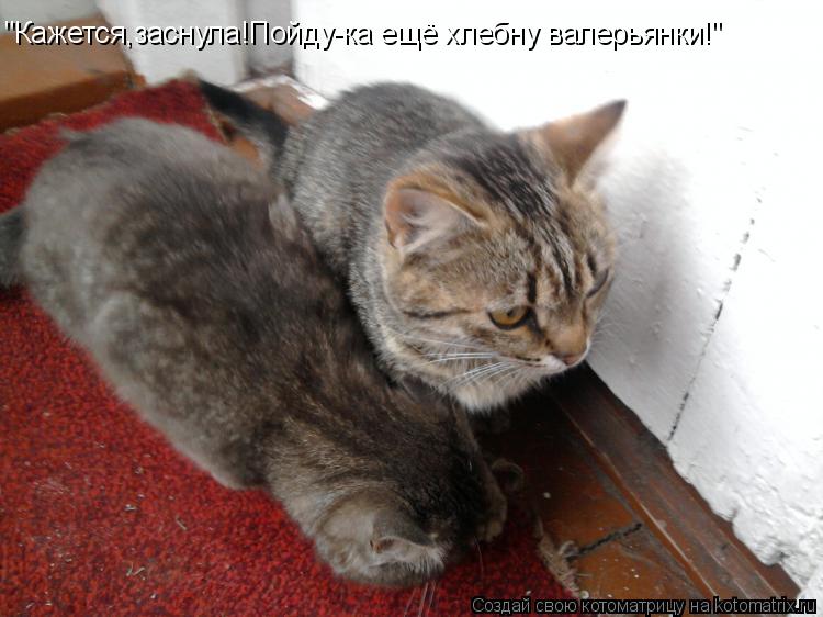 Котоматрица: "Кажется,заснула!Пойду-ка ещё хлебну валерьянки!"