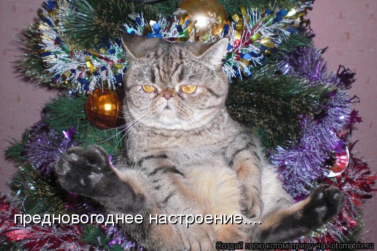 Котоматрица: предновогоднее настроение....