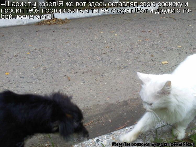 Котоматрица: --Шарик,ты козёл!Я же вот здесь оставлял свою сосиску и просил тебя посторожить,а ты её сожрал!Вот и дружи с то- бой после этого!