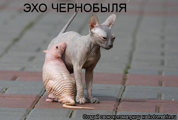 Котоматрица: ЭХО ЧЕРНОБЫЛЯ