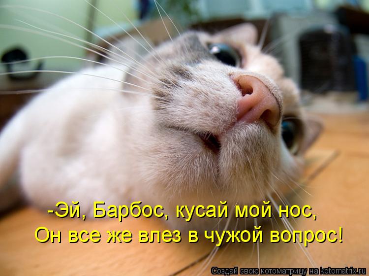 Котоматрица: -Эй, Барбос, кусай мой нос, Он все же влез в чужой вопрос!