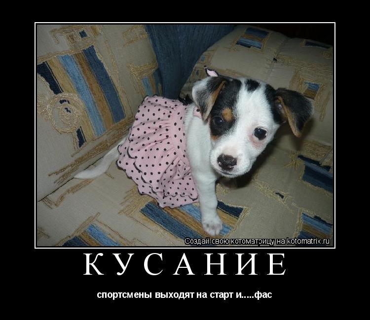 Котоматрица: КУСАНИЕ спортсмены выходят на старт и.....фас