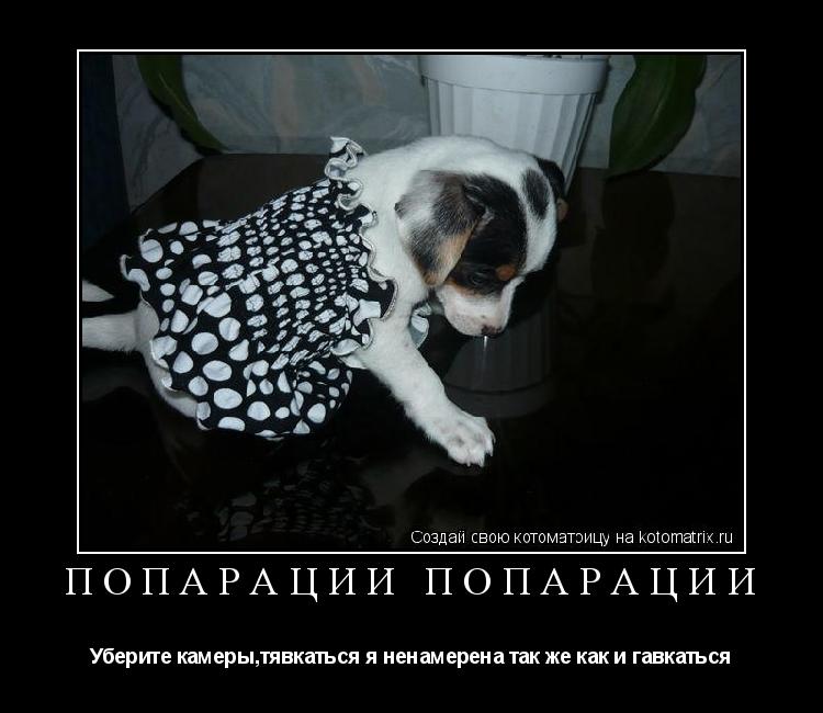 Котоматрица: попАрации попАрации Уберите камеры,тявкаться я ненамерена так же как и гавкаться