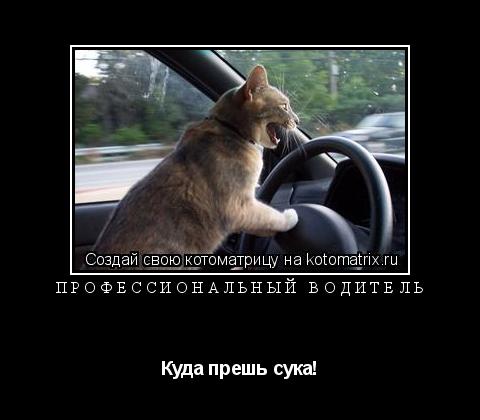 Котоматрица: профессиональный водитель Куда прешь сука!
