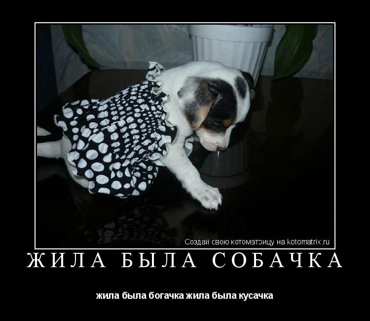 Котоматрица: жила была собачка жила была богачка жила была кусачка