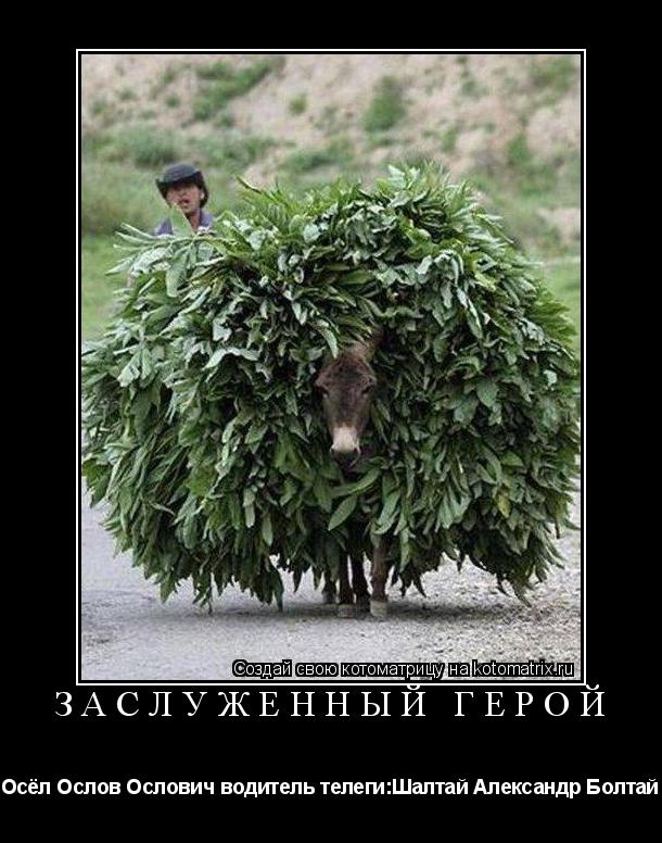 Котоматрица: заслуженный герой  Осёл Ослов Ослович водитель телеги:Шалтай Александр Болтай