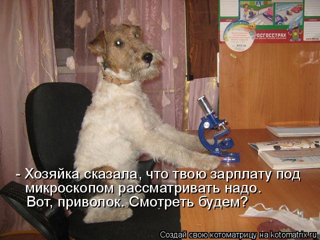 Котоматрица: - Хозяйка сказала, что твою зарплату под микроскопом рассматривать надо. Вот, приволок. Смотреть будем?